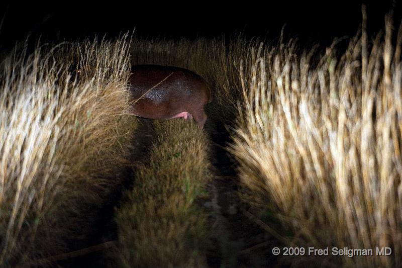 20090615_190244 D3 X1.jpg - Hippotamus (in our vehicle's path just after dusk)